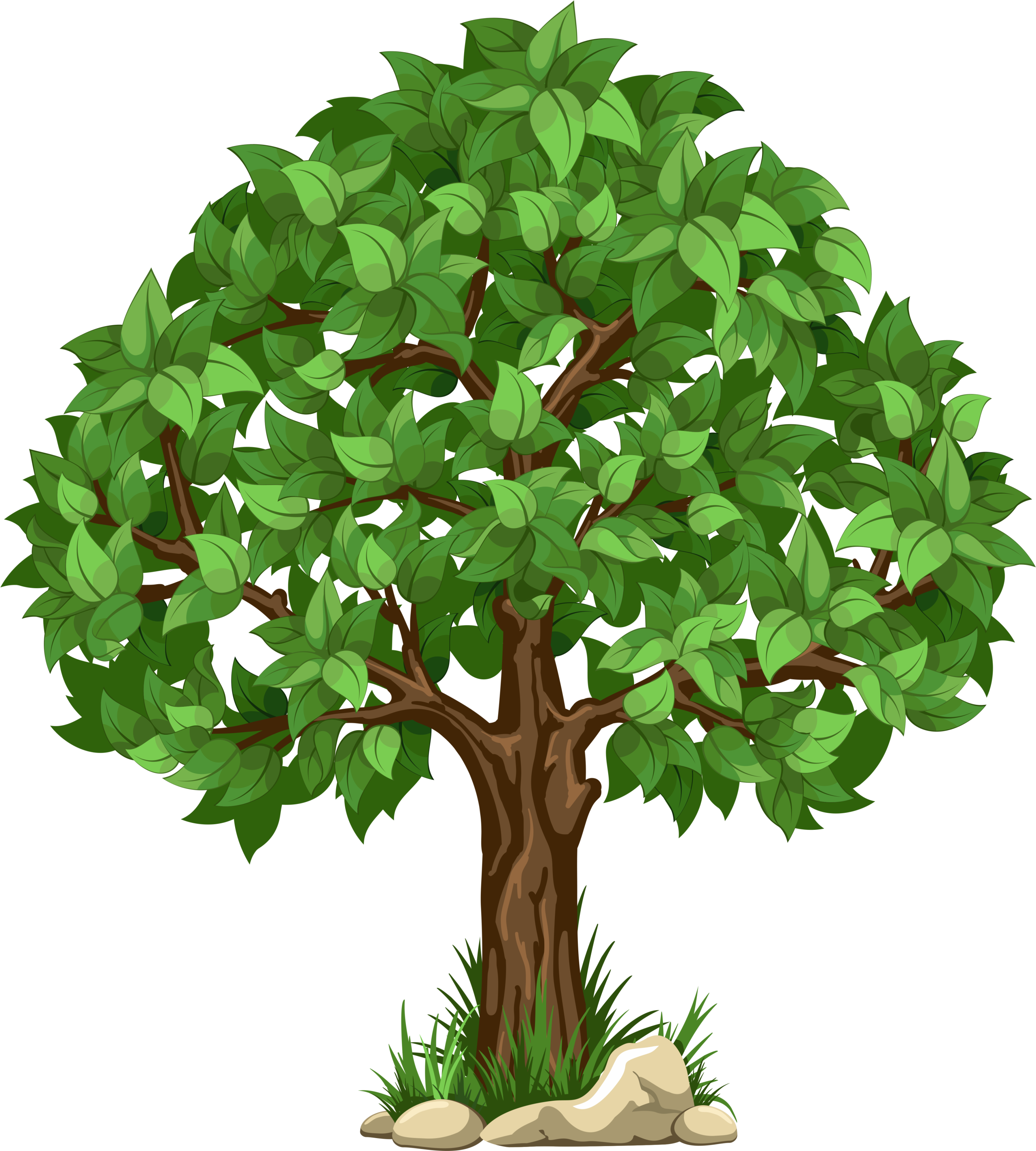 78 789563 transparent tree png clipart picture tree clipart transparent background