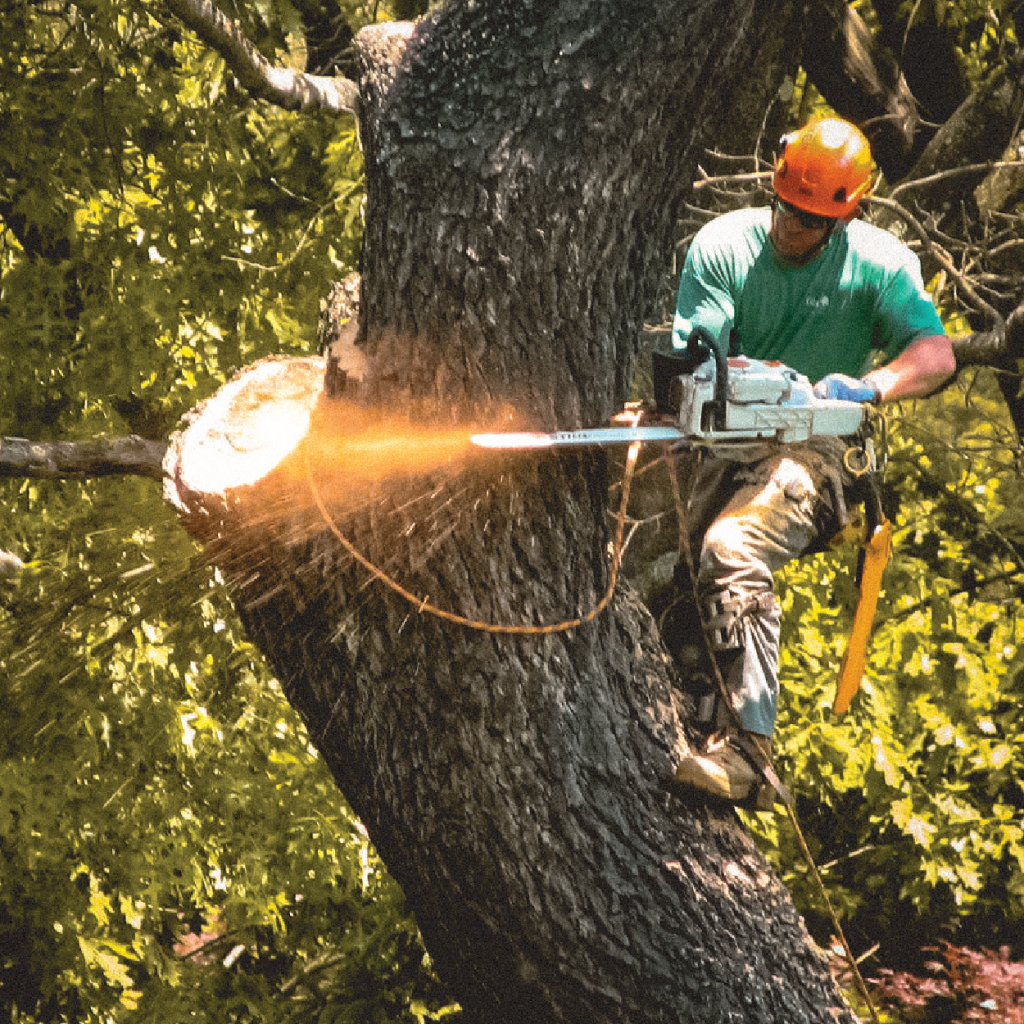 stump grinding