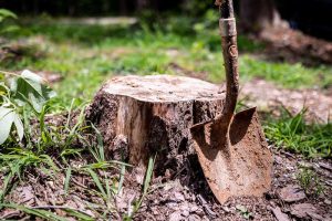 removing tree stumps without stump grinders 2131136 03 5baf28b0f88f419f8f926ce80bb31c83