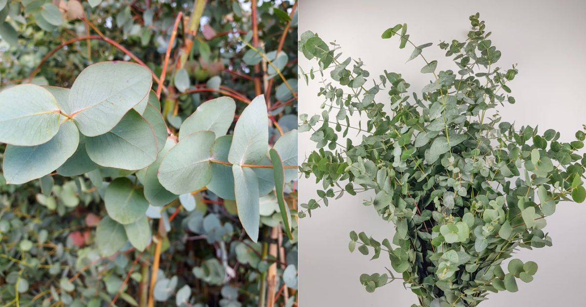 Silver Dollar Eucalyptus: Unveiling Nature's Fragrant Treasury - Arbor ...