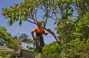 Who is responsible for cutting overhanging tree branches