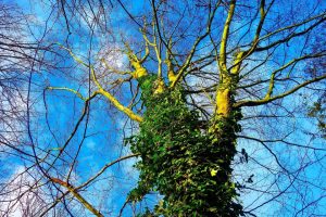Get rid of thick ivy on trees