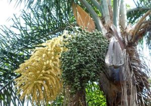 Seed Pods from Palm Trees