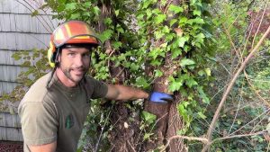 remove vines from tall trees