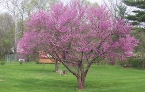 Growth Rate of Redbud Trees