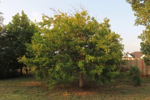 nuttall oak tree pros and cons
