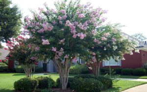 How fast crepe myrtles grow