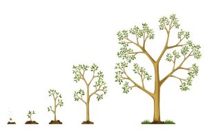 How do Trees Grow Taller