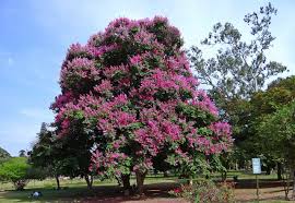 How fast crepe myrtles grow