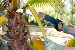 How to trim a palm tree?