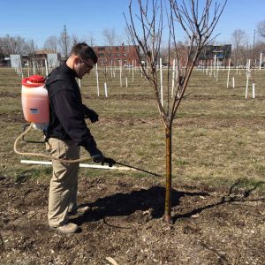 When to spray apple trees