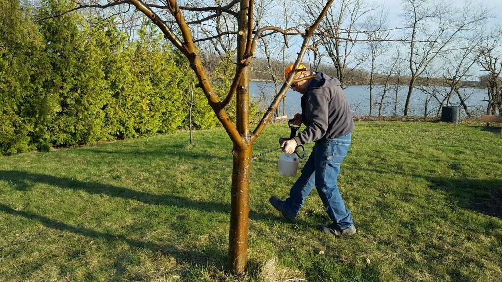 When to spray apple trees