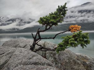Where do bonsai trees grow naturally?