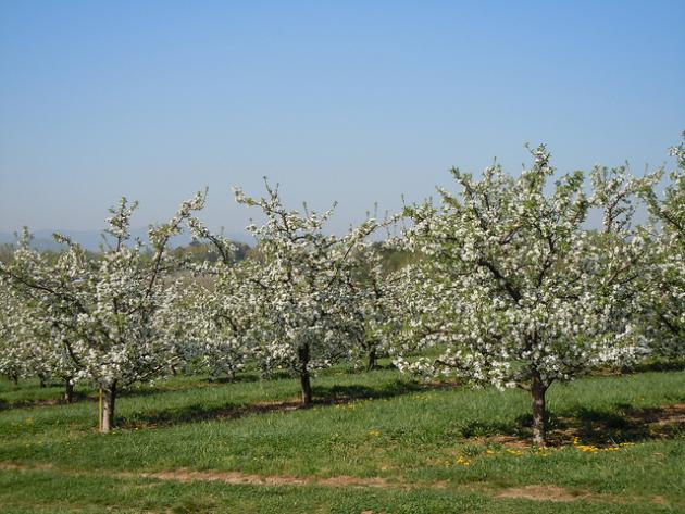 When do apple trees bloom