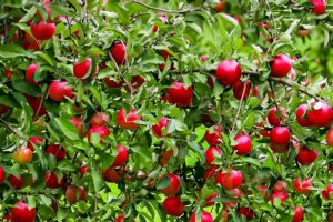 Are peach trees self-pollinating?