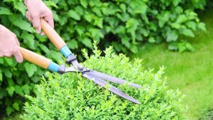 When to cut Privet?