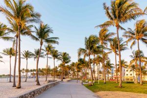 palm trees native to Florida