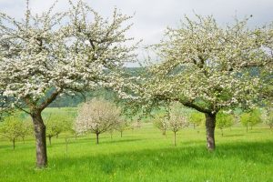 When do apple trees bloom