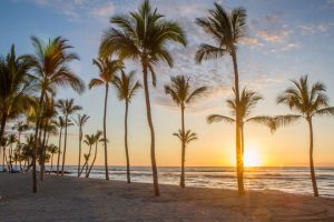 palm trees native to Florida