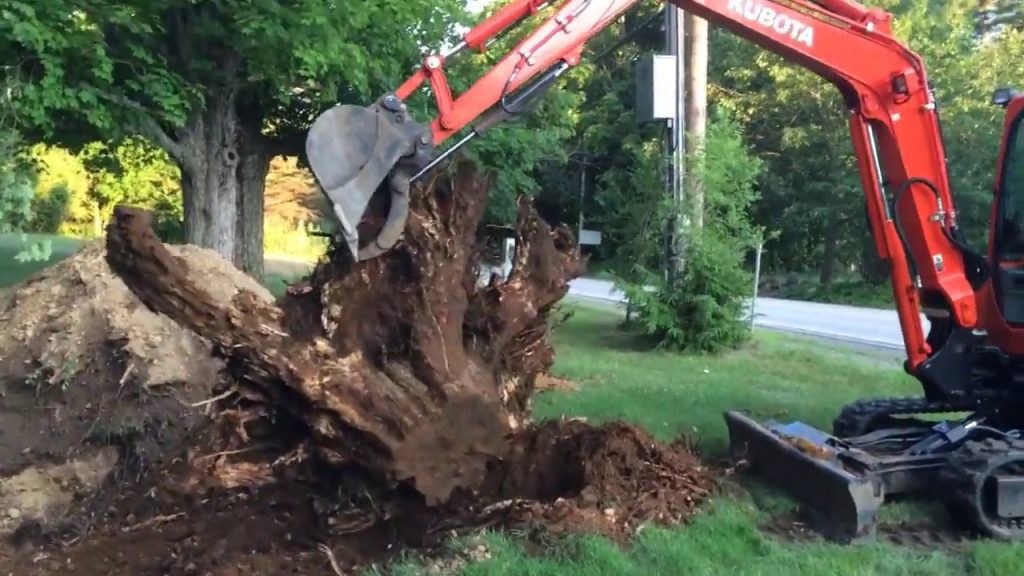 Storm damage tree removal