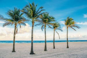 trim a palm tree