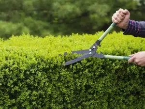 When to cut Privet?