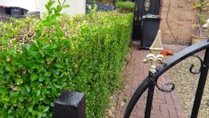 When to trim the privet hedge?
