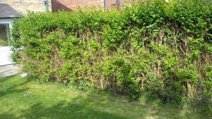 trimming the privet hedge 1
