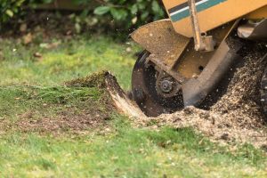 How to uproot a tree stump?