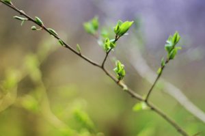 When do leaves grow back on trees