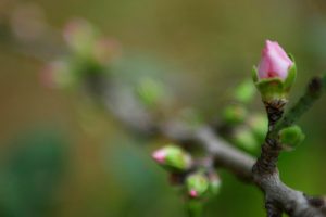 When do leaves grow back on trees