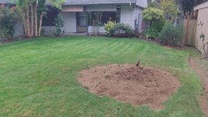 What to do after stump grinding