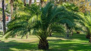 palm trees in North Carolina