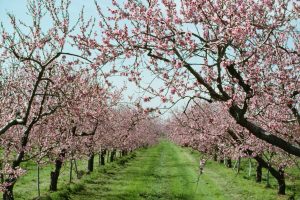 When do peach trees bloom?