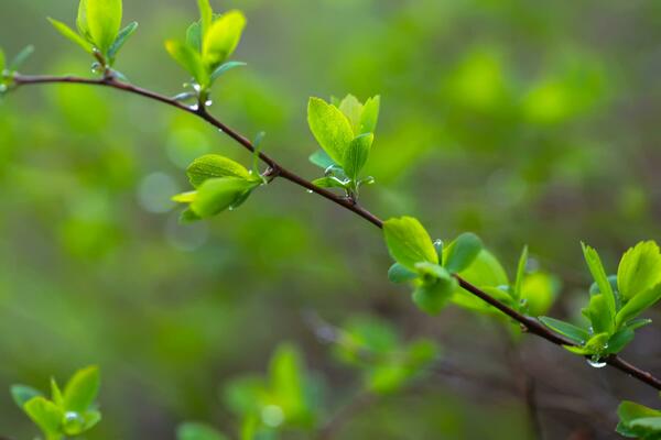 When do leaves grow back on trees