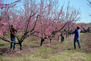 When do peach trees bloom?