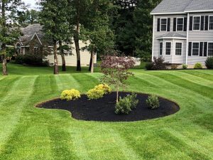 What to do after stump grinding