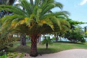 palm trees in North Carolina