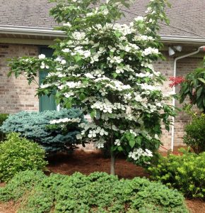 trim a dogwood tree