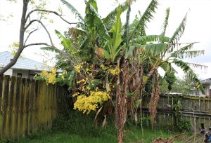 How to remove banana trees