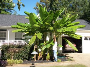 How to remove banana trees