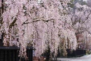 trim a weeping cherry tree?