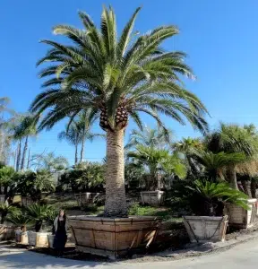 Common Types of Palm Trees in Florida.