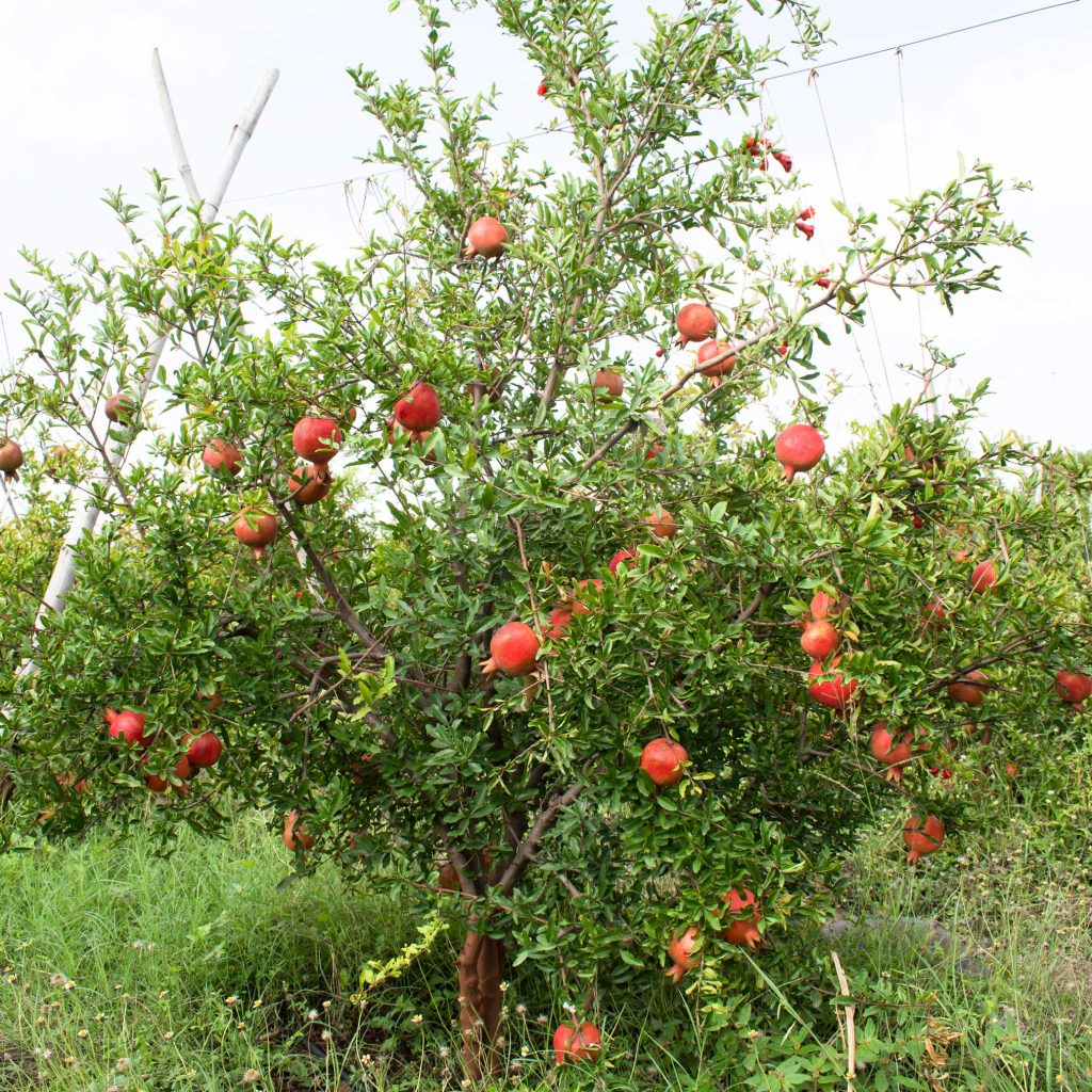 How to trim a pomegranate tree?