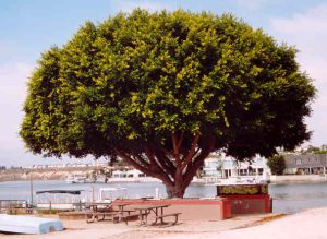 How to trim a ficus tree?