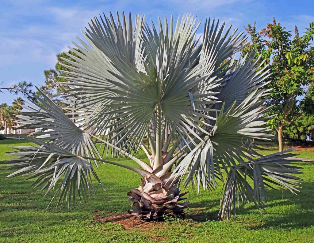 Common Types of Palm Trees in Florida.