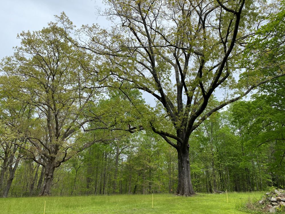 Can you trim oak trees in the summer?