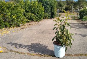 How to trim an avocado tree?