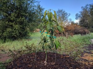 How to trim an avocado tree?