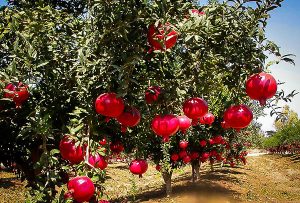 How to trim a pomegranate tree?